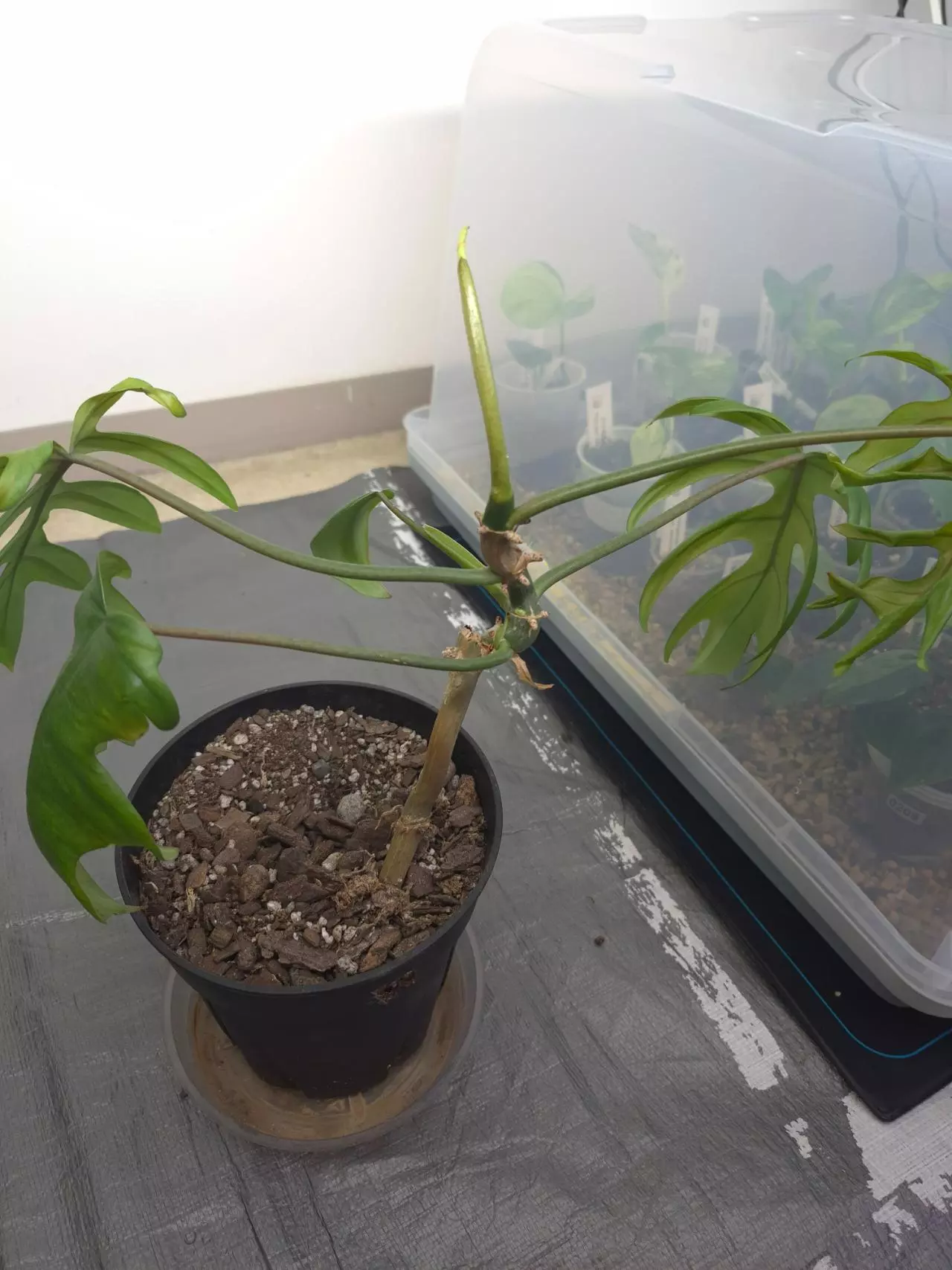 plant/Philadendron Mayoi Top Cut-0