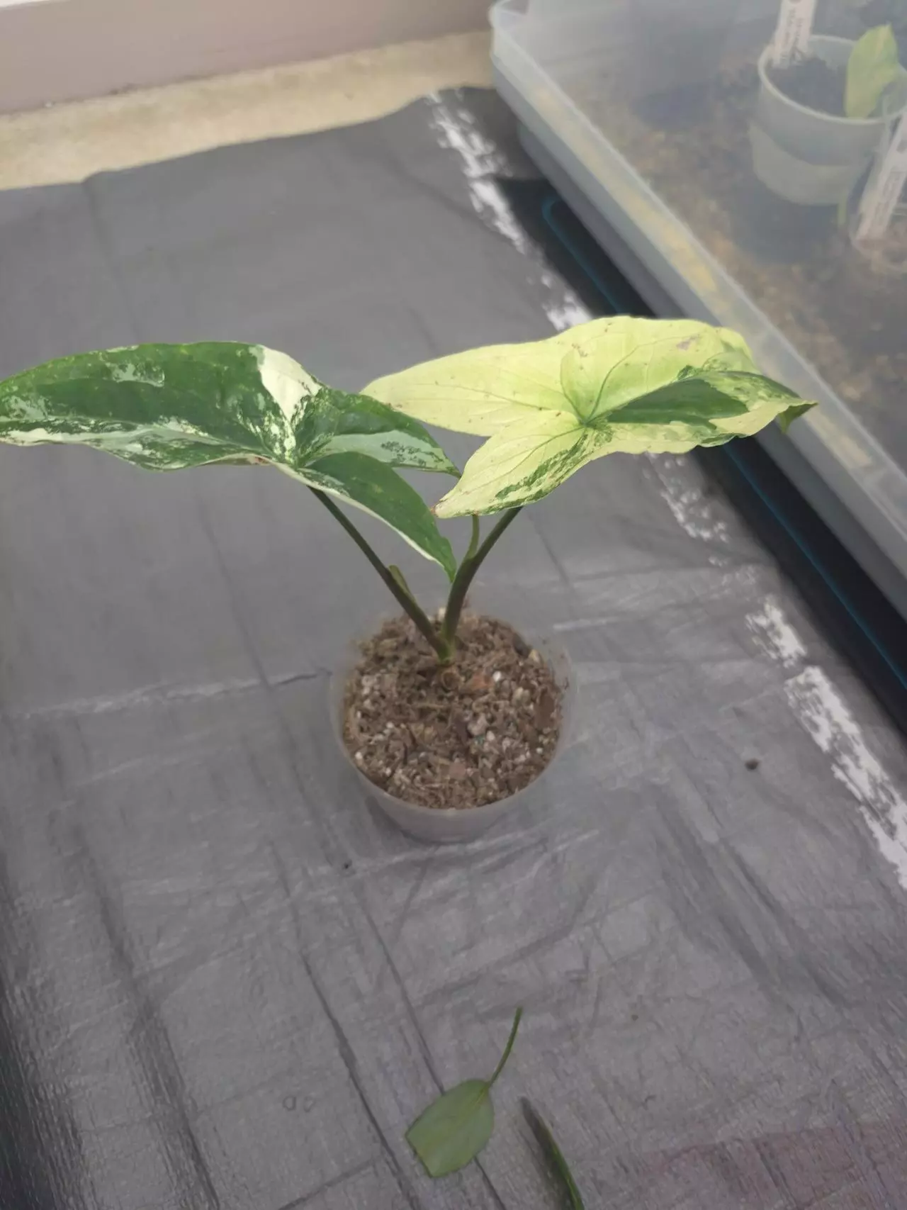 plant/Syngonium Albo-1