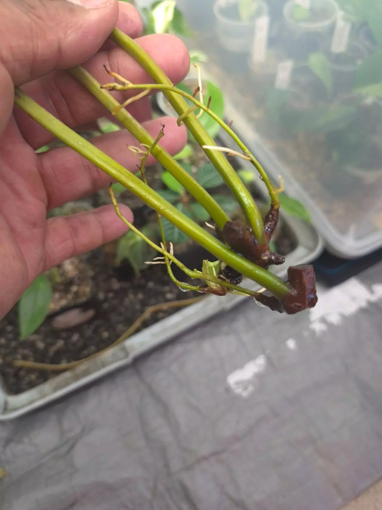 plant/Philodendron Atabapoense 1 Leaf water (rooting) cutting.-3