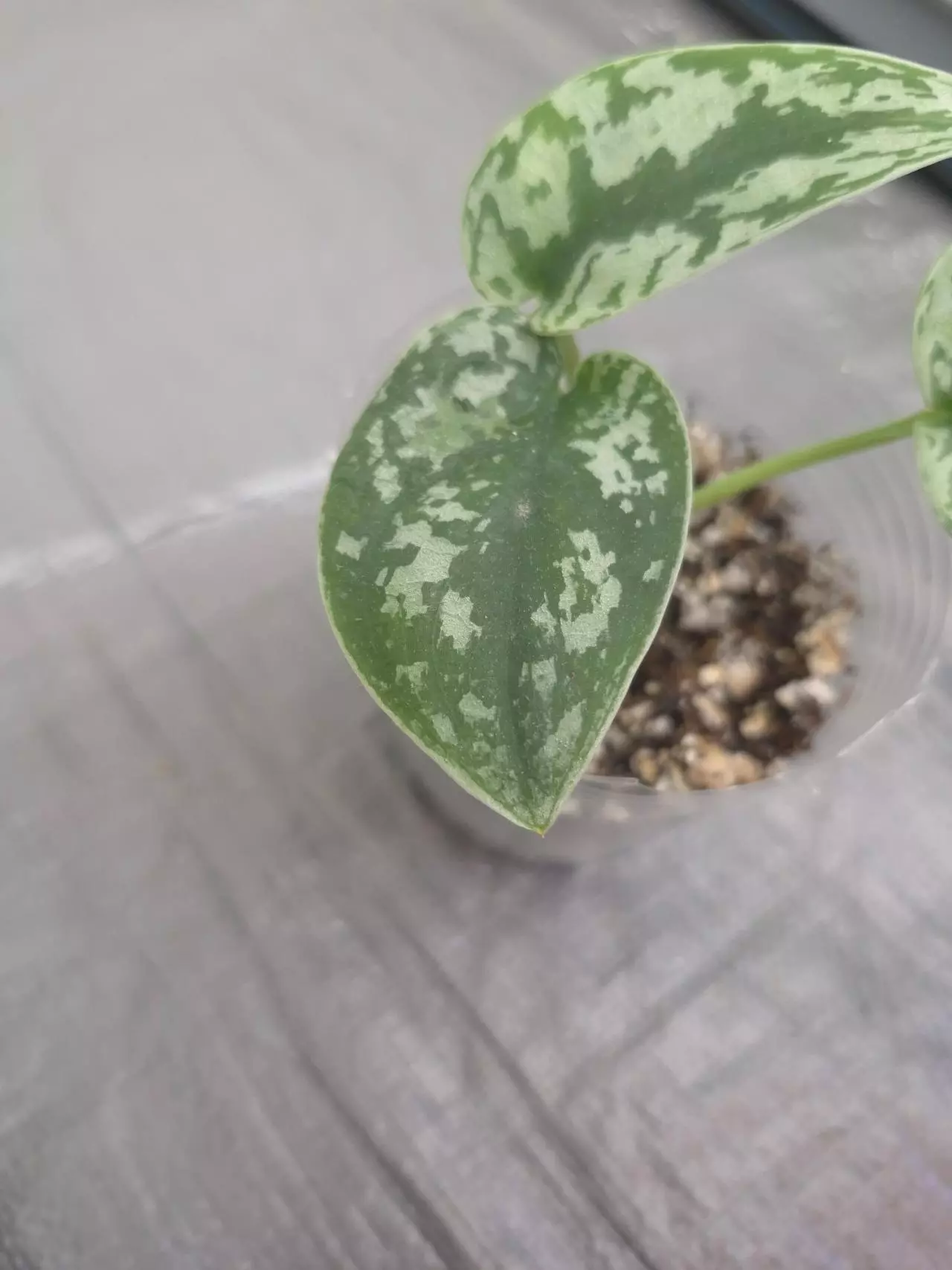 plant/Scindapsus Exotica-1