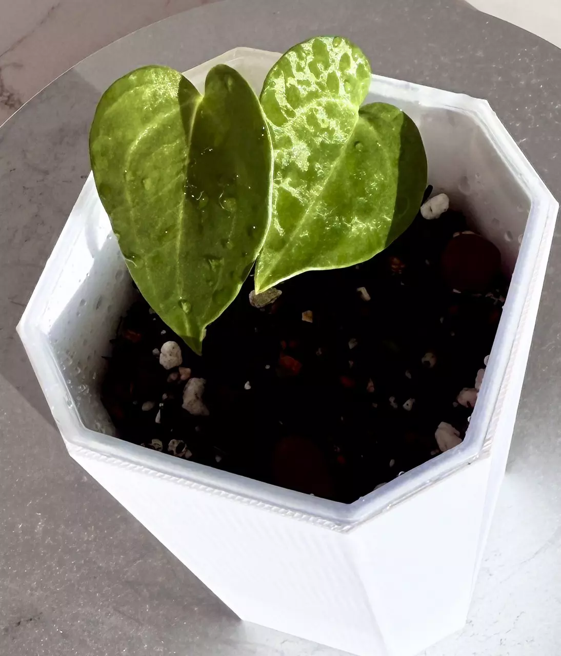 plant/Anthurium Delta Force x Queen of Hearts Seedling-1