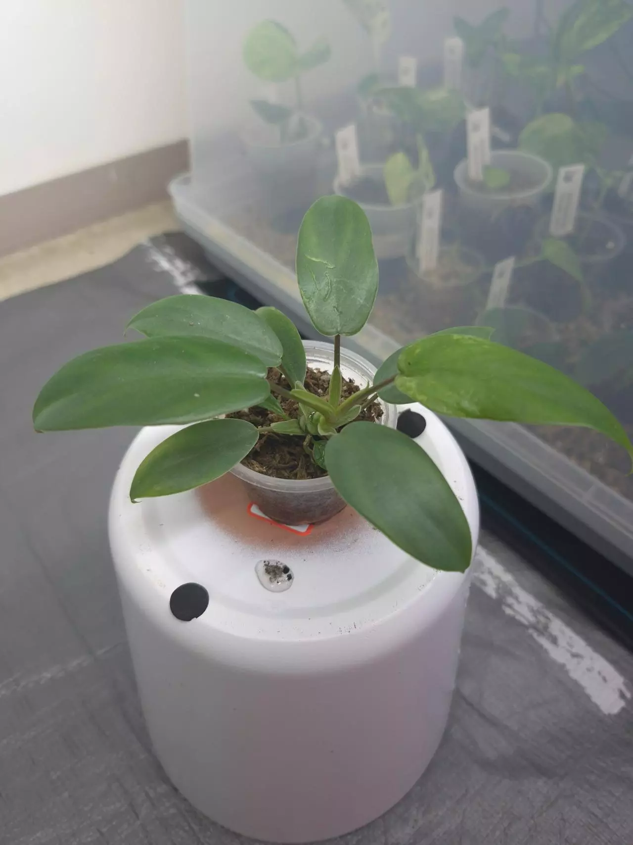 plant/Philadendron Silver Sword-0