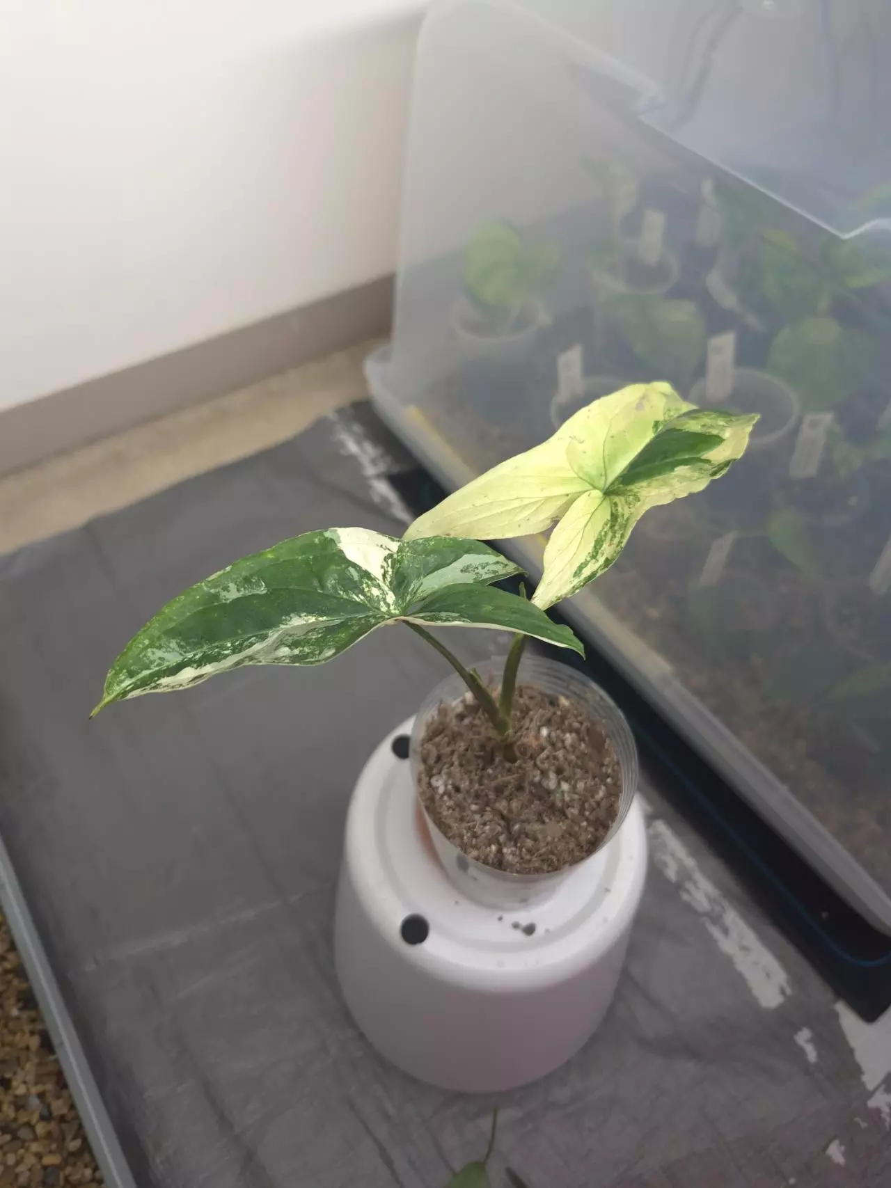 plant/Syngonium Albo-0