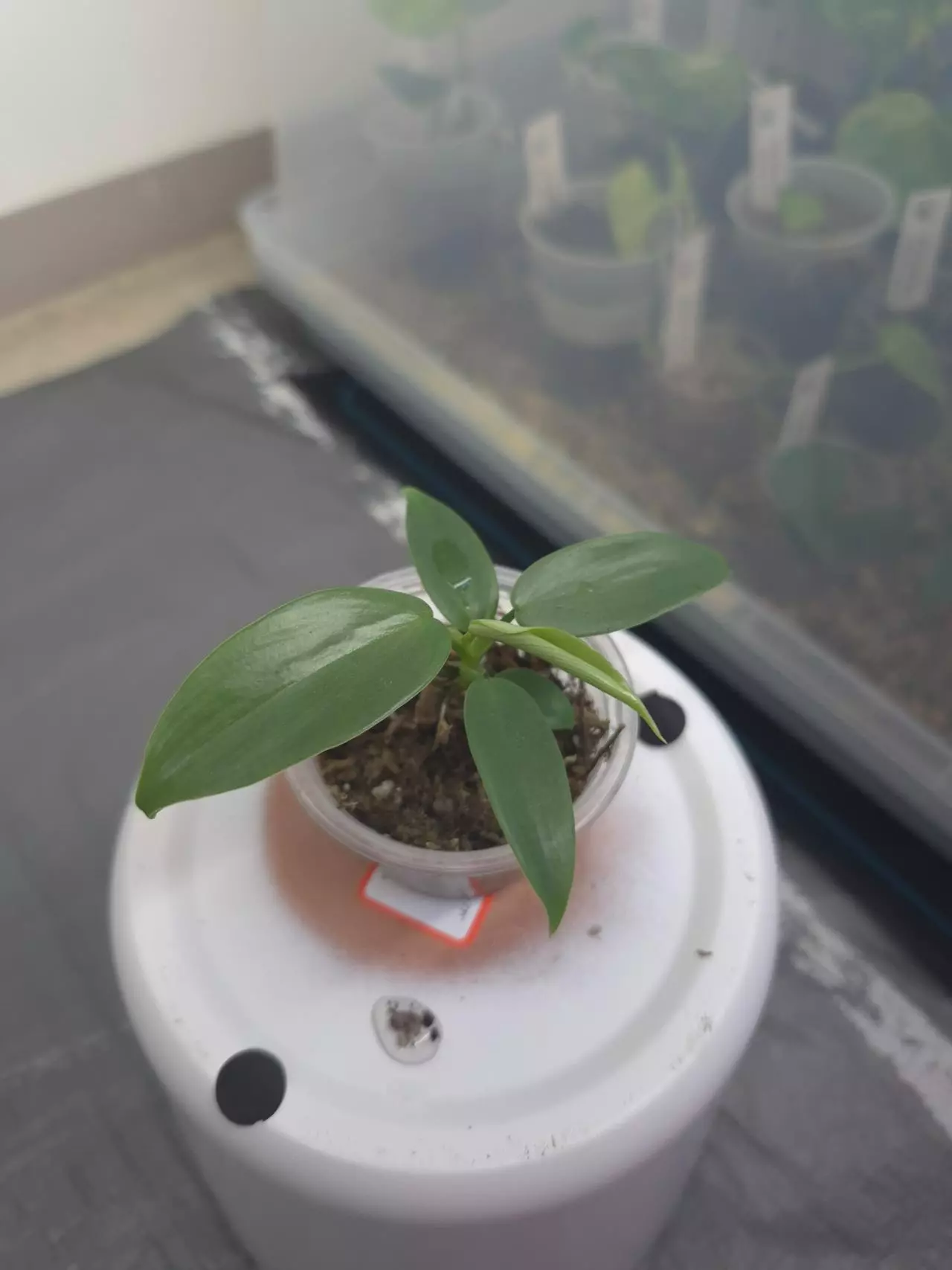 plant/Philadendron Silver Sword-1