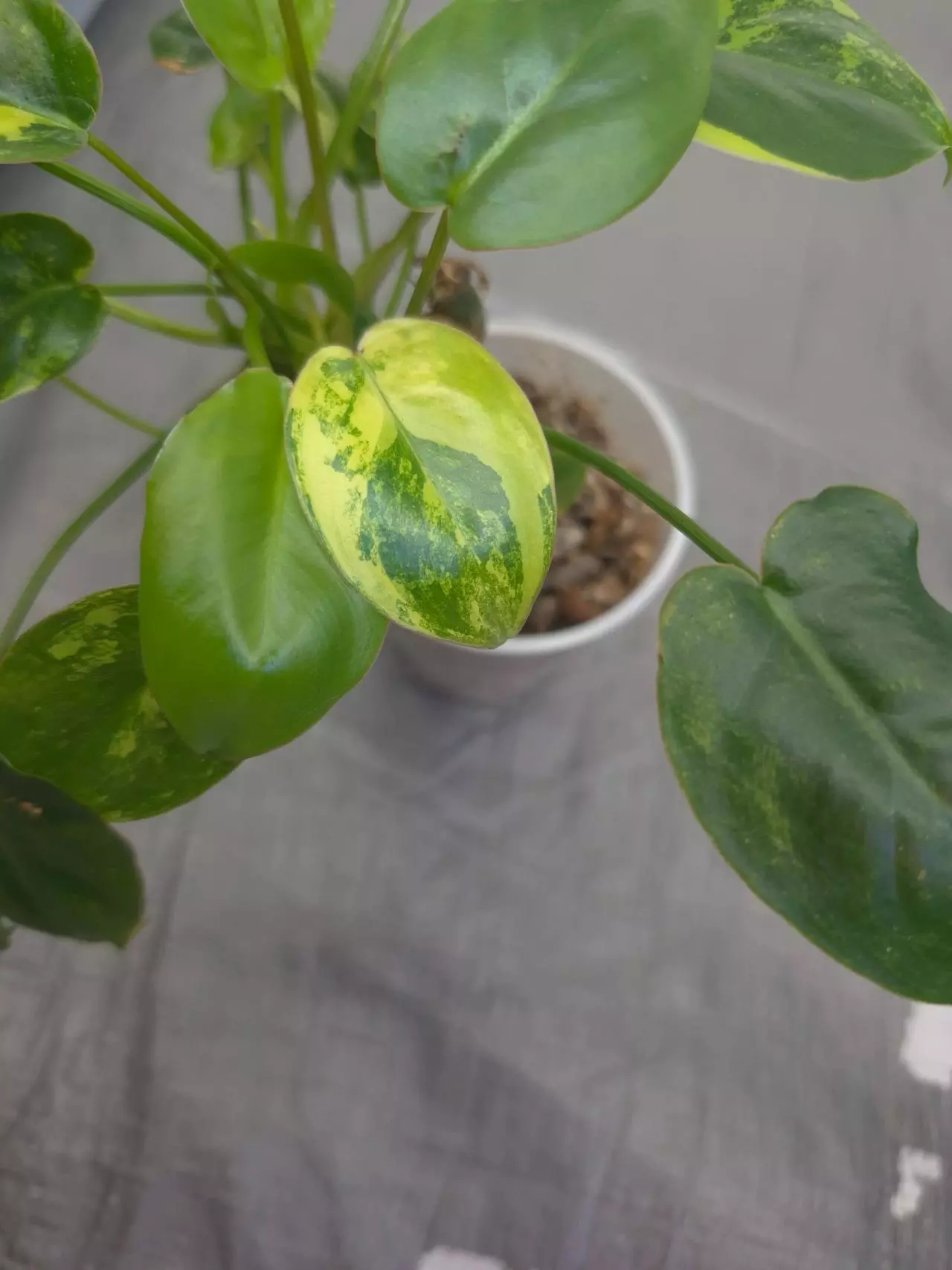 plant/Variegated Burle Marx - highly variegated-2