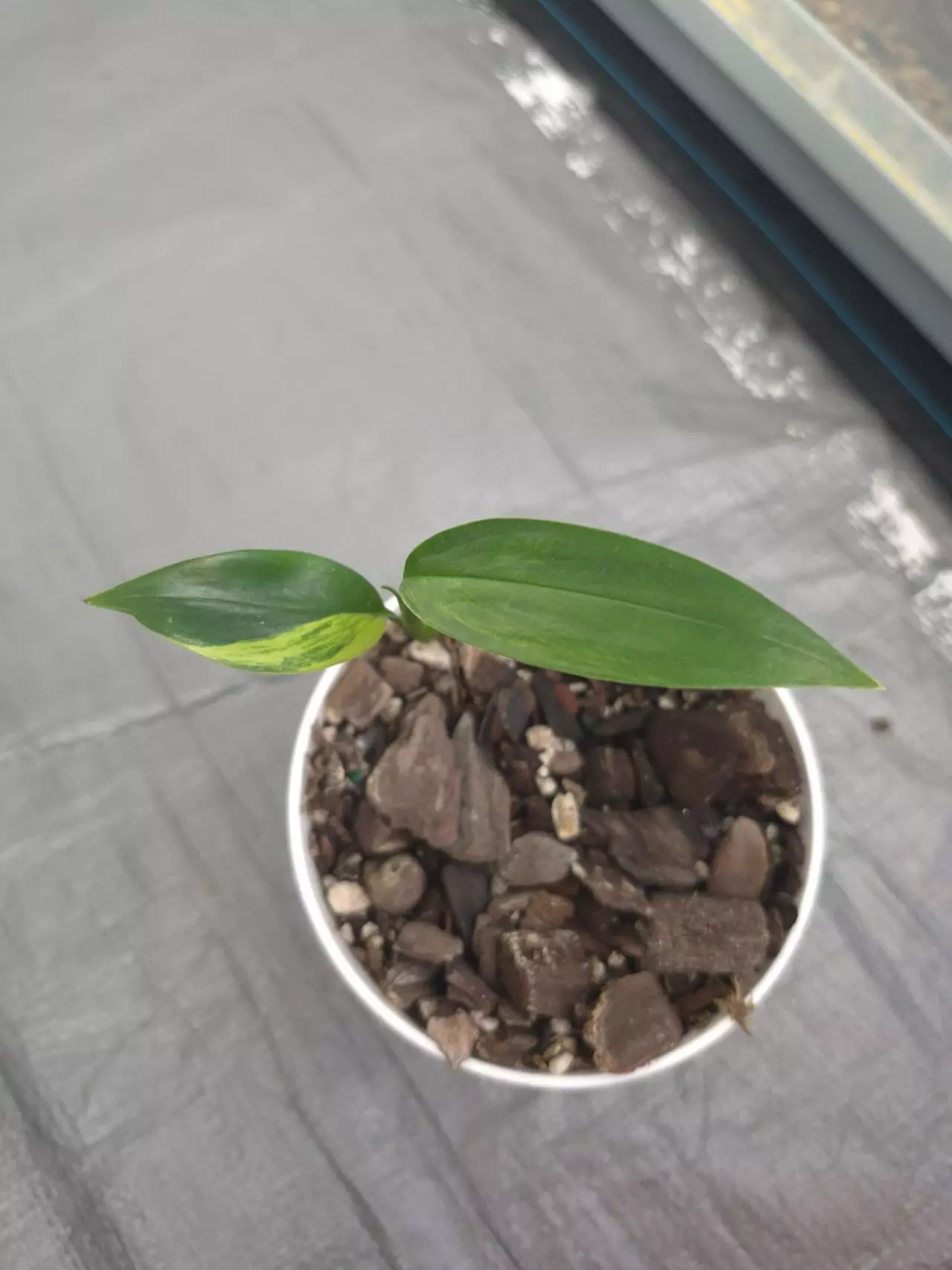 plant/Epipremnum Amplissimum Variegated-0