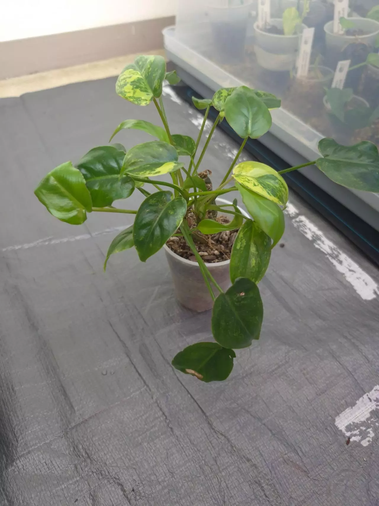 plant/Variegated Burle Marx - highly variegated-1