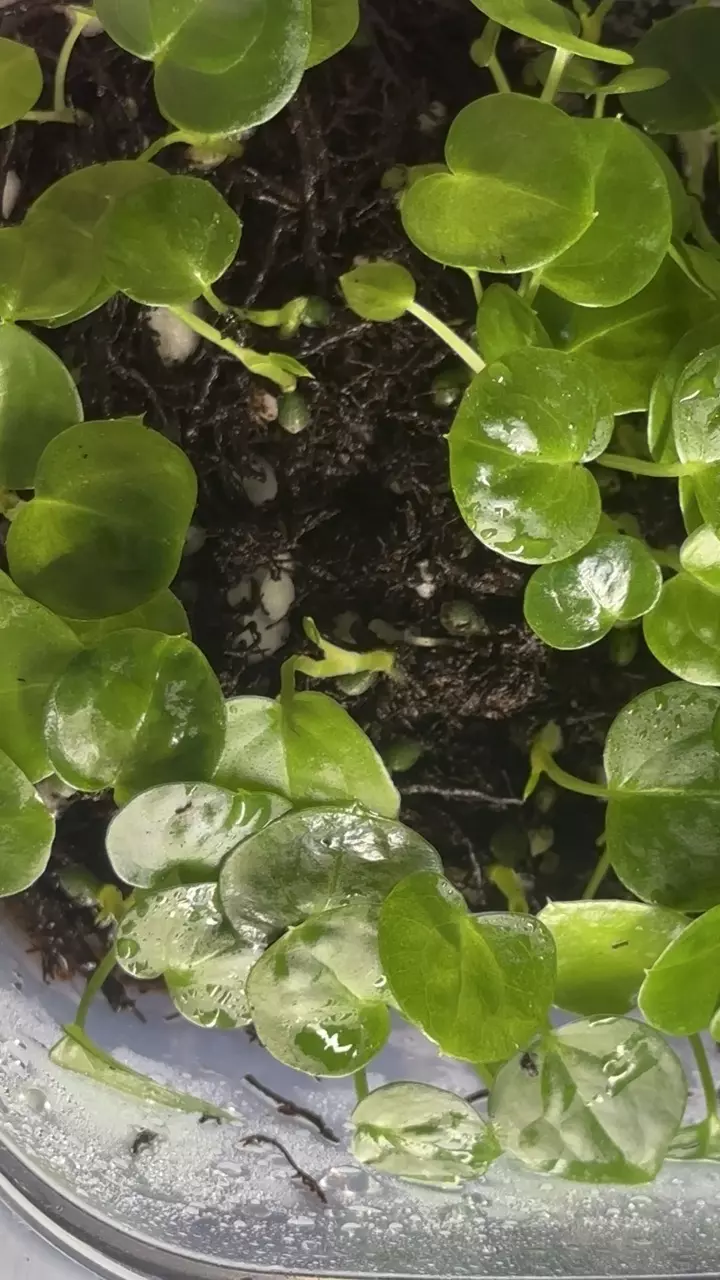 plant/Anthurium Seedling ( Crystallinum 'Dark' x Forgetii Silver ) x Open-1