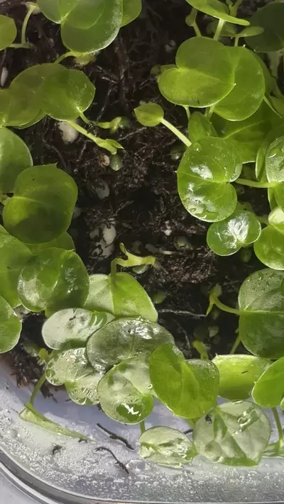 plant/Anthurium Seedling ( Crystallinum 'Dark' x Forgetii Silver ) x Open-1-thumbnail