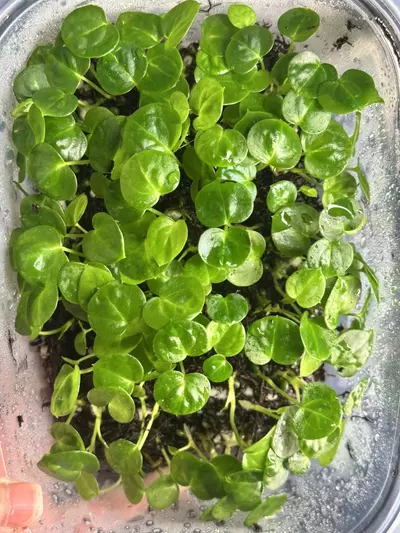 plant/Anthurium Seedling ( Crystallinum 'Dark' x Forgetii Silver ) x Open-2-thumbnail