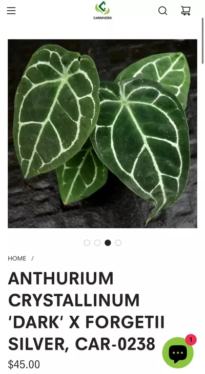 plant/Anthurium Seedling ( Crystallinum 'Dark' x Forgetii Silver ) x Open-3-thumbnail