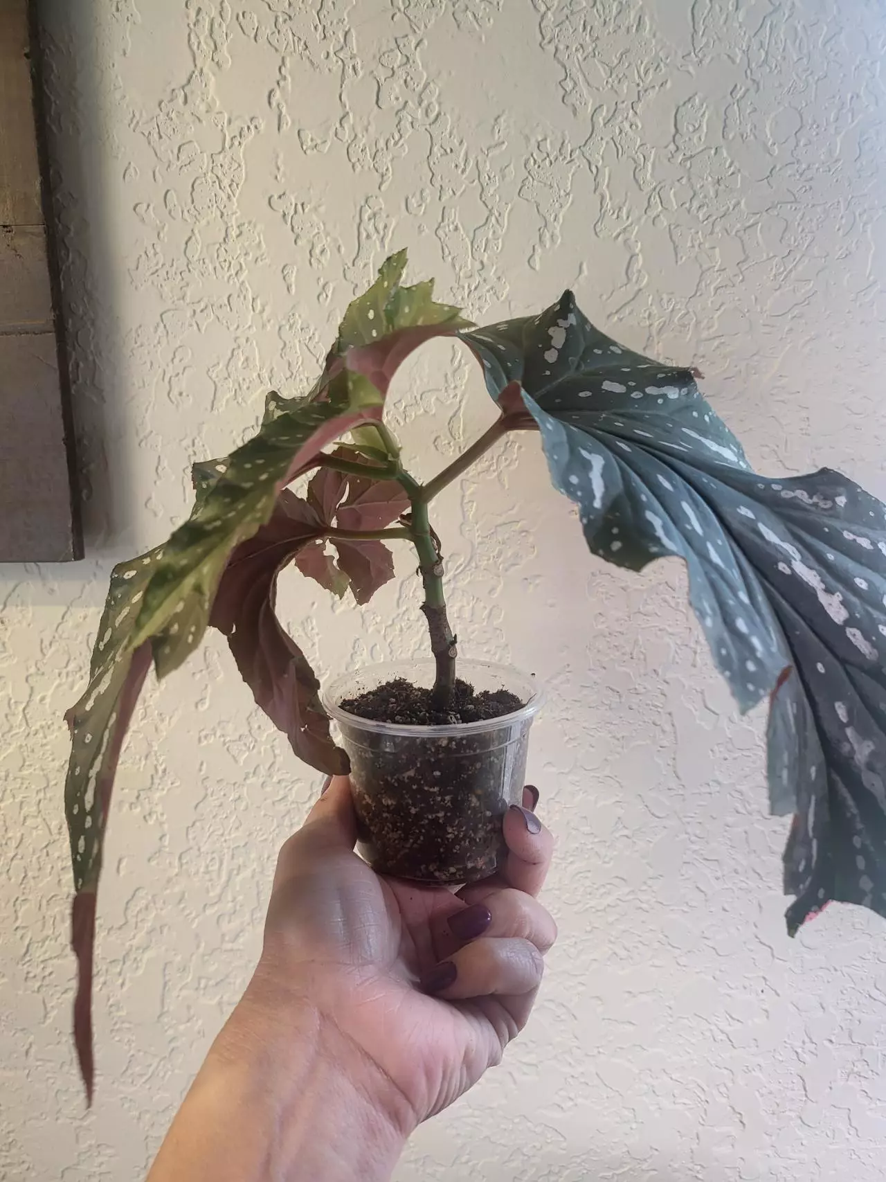 plant/Begonia-1