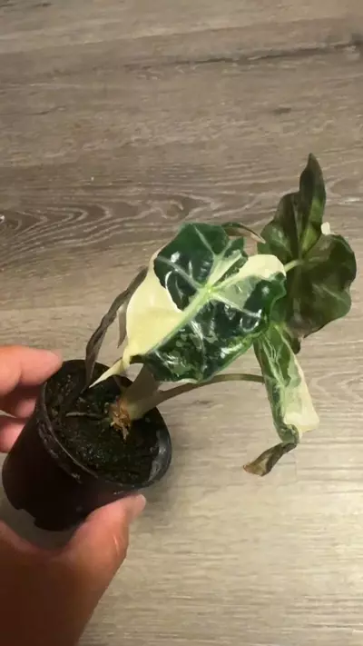 plant/Alocasia Amazonica pink variegated-4-thumbnail