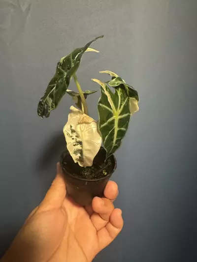 plant/Alocasia Amazonica pink variegated-3-thumbnail