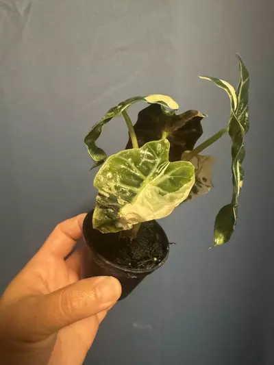 plant/Alocasia Amazonica pink variegated-1-thumbnail