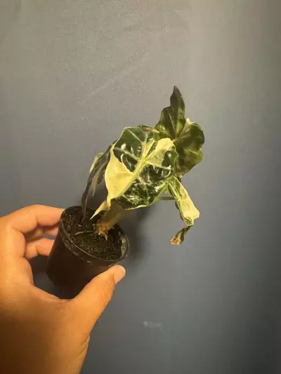 plant/Alocasia Amazonica pink variegated-0-thumbnail