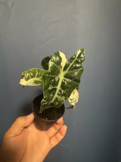 plant/Alocasia Amazonica pink variegated-2-thumbnail