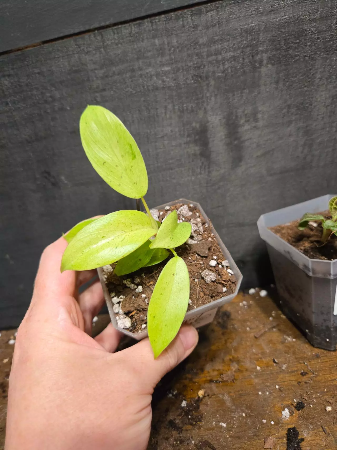 plant/Philodendron snowdrift-1