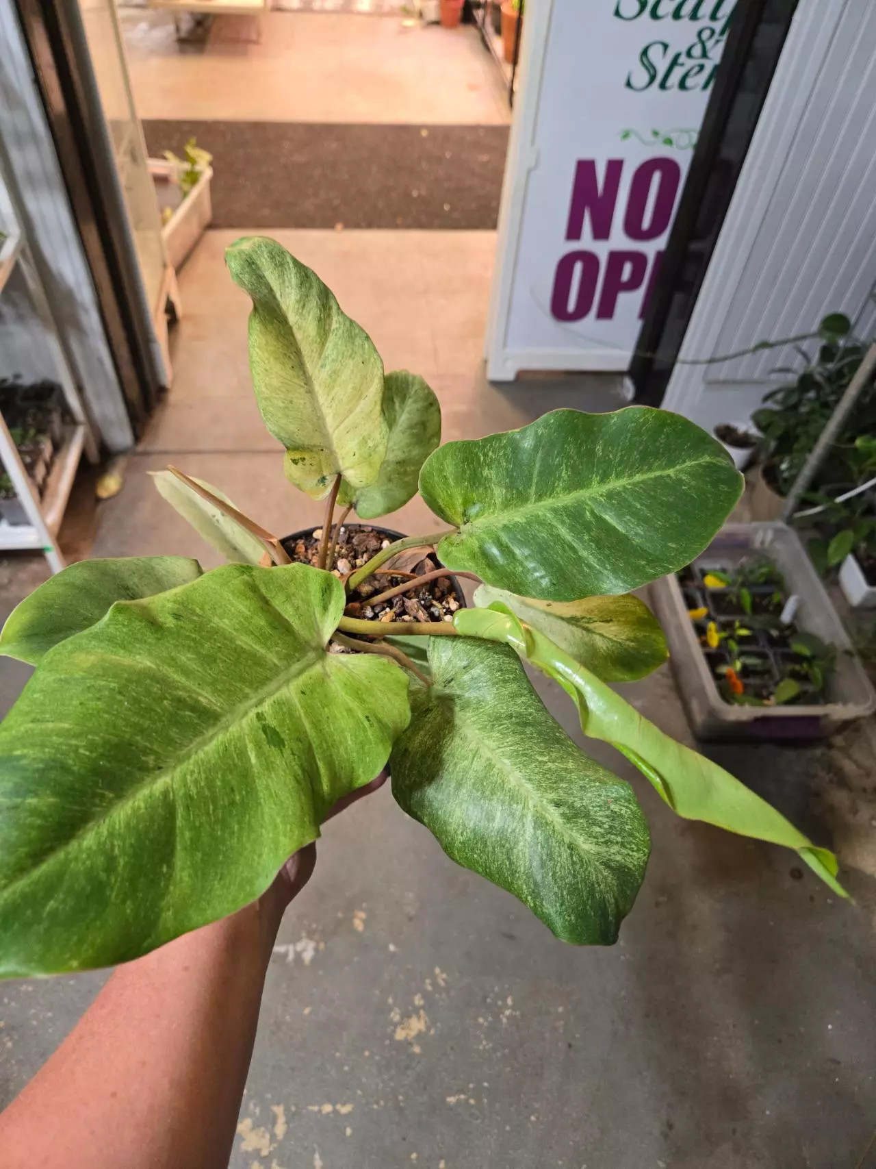 plant/Philodendron snowdrift-3