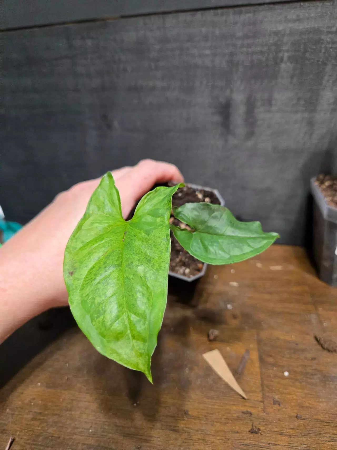 plant/Syngonium MOJITO-1