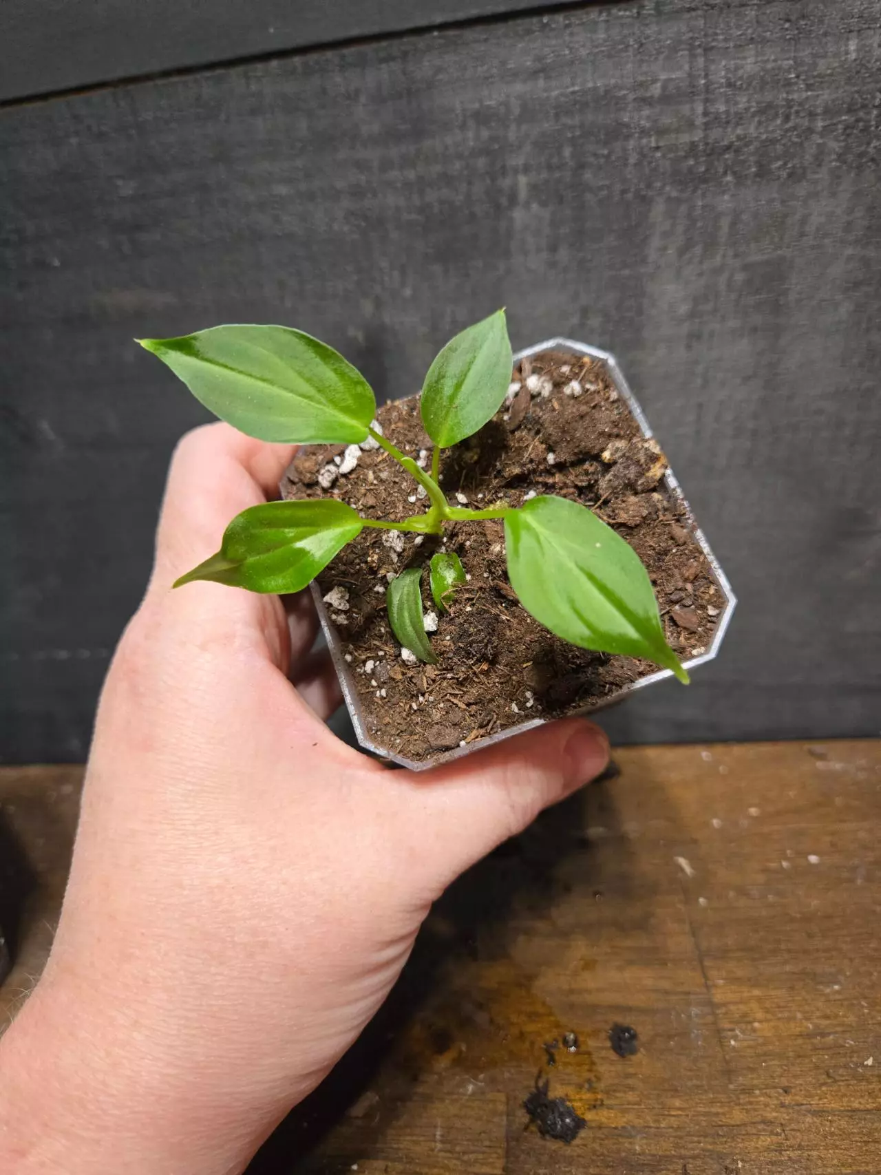 plant/Philodendron verrucosum Netherlands-0