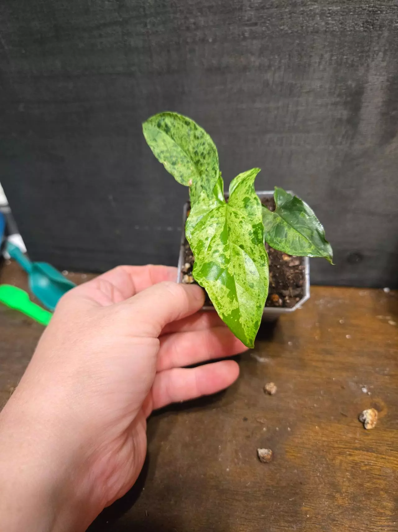 plant/Syngonium MOJITO-0