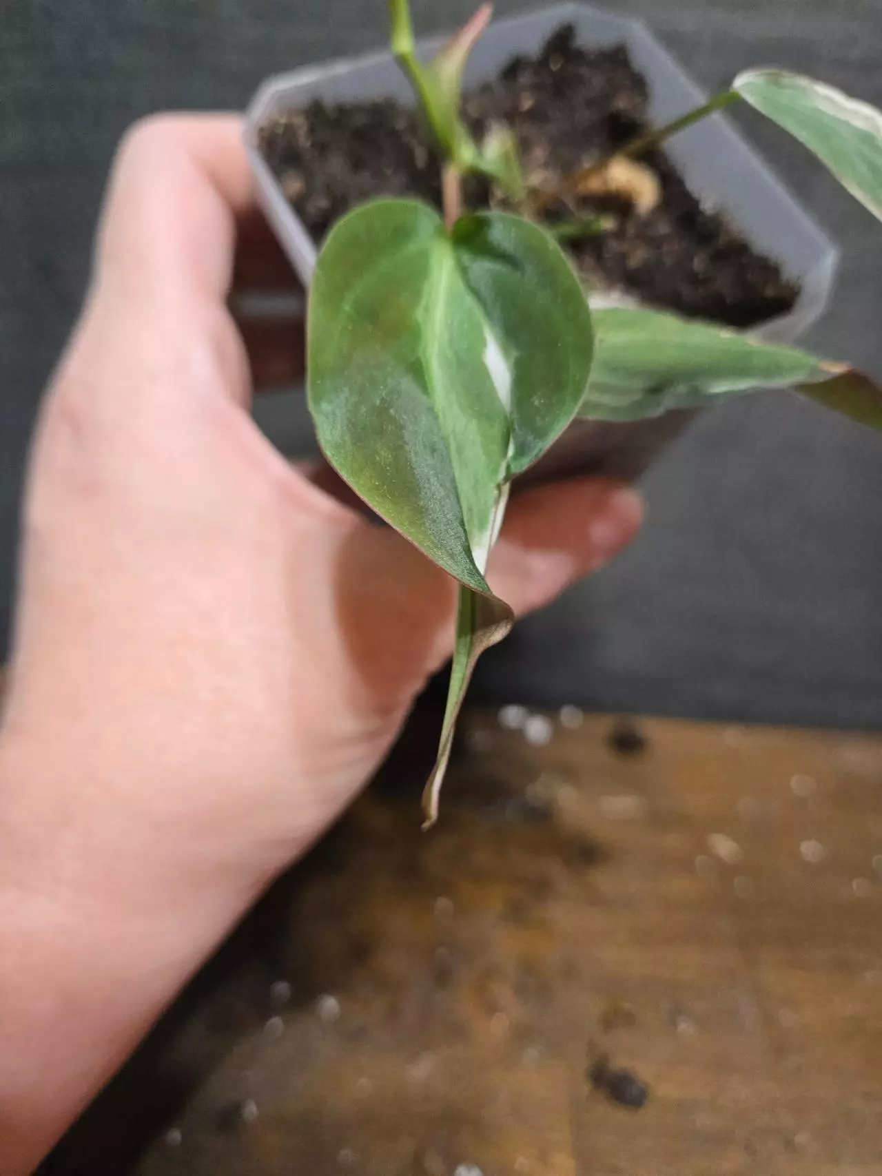 plant/Philodendron heredaceum micans halo variegated-1