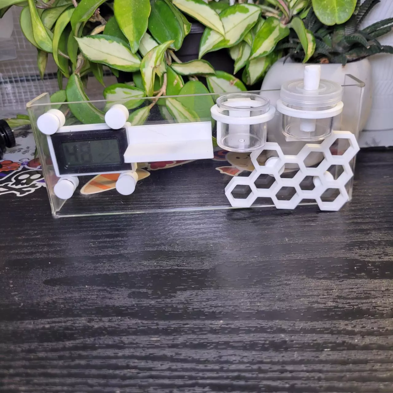 plant/Jumping spider enclosure - 5 piece set-0