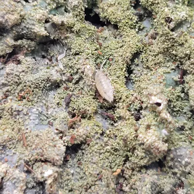 plant/20+ Dwarf white Isopods (Trichorhina tomentosa)-0-thumbnail