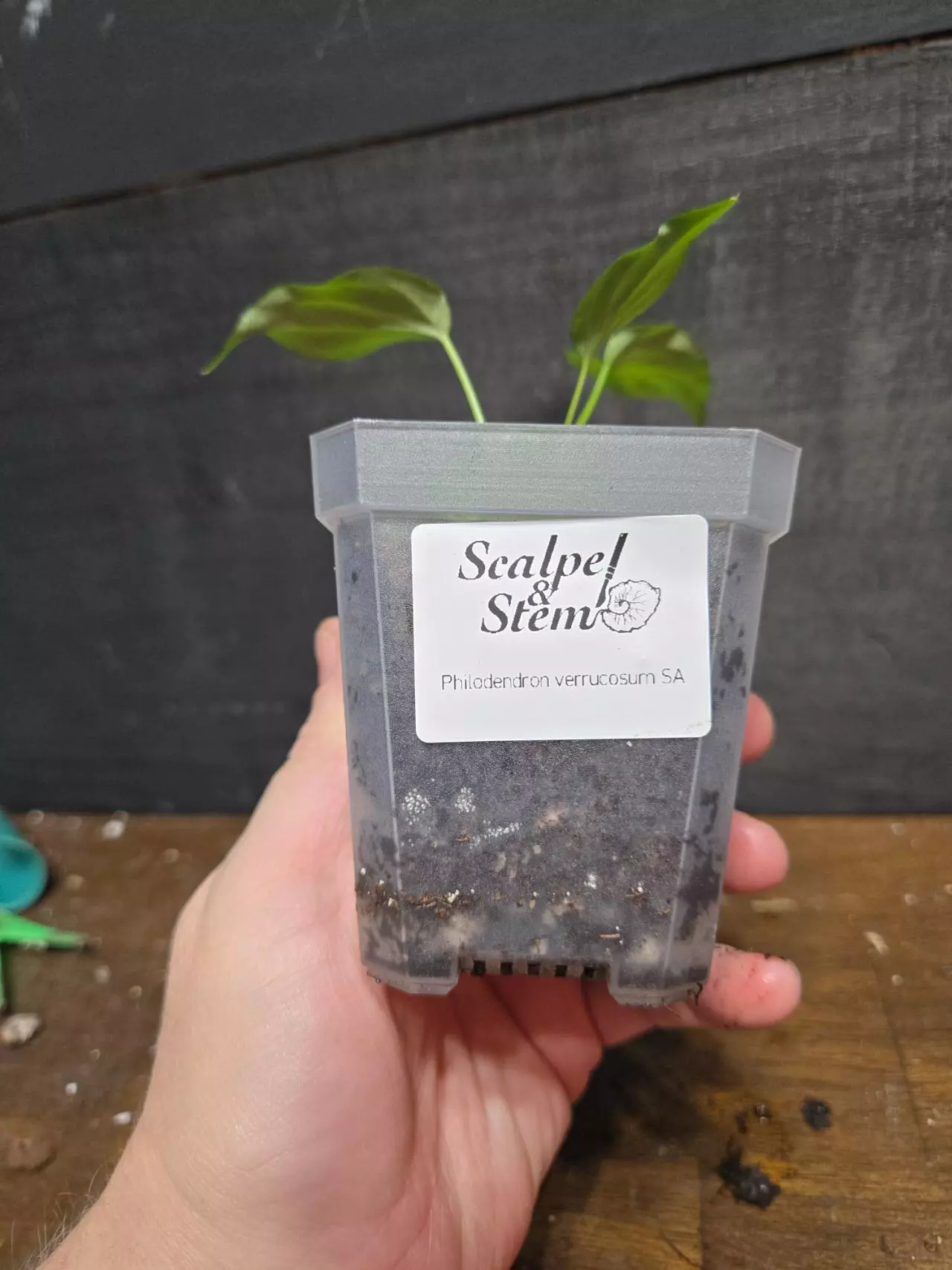 plant/Philodendron verrucosum south America-1