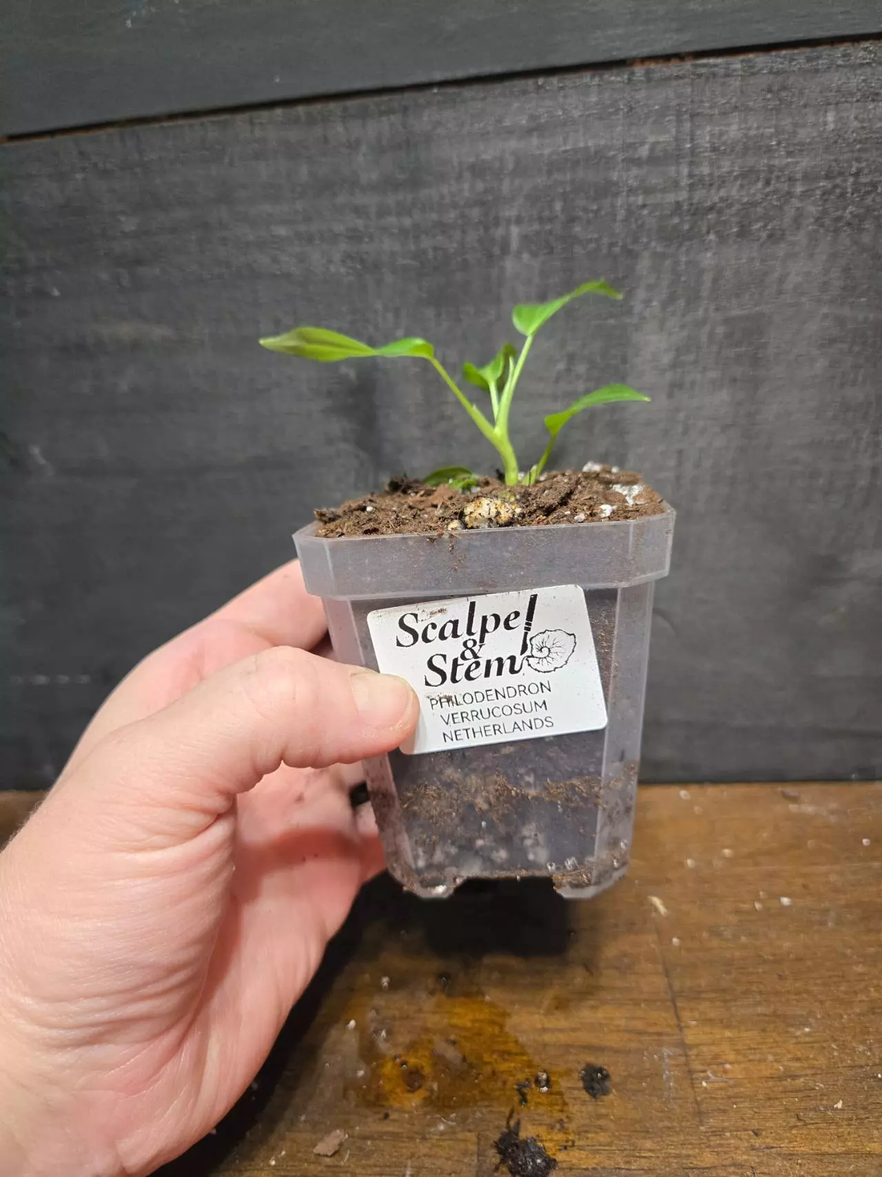 plant/Philodendron verrucosum Netherlands-1