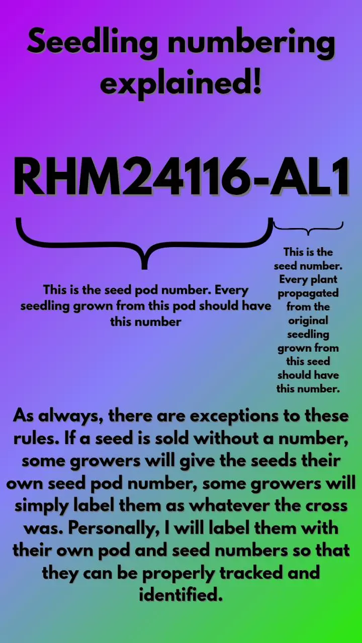 plant/Hoya seedling naming/numbering explained *not for purchase*-0