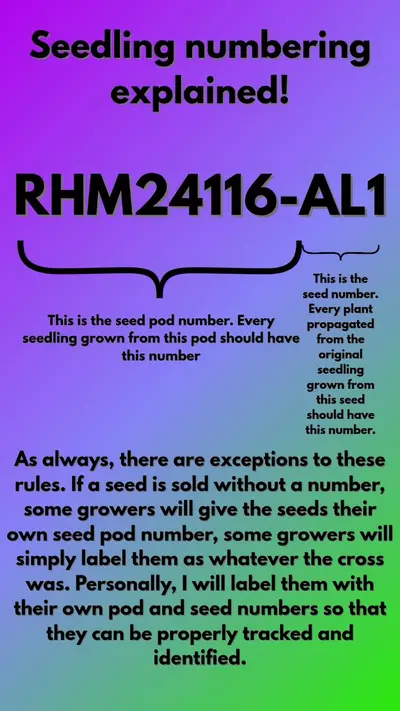 plant/Hoya seedling naming/numbering explained *not for purchase*-0-thumbnail