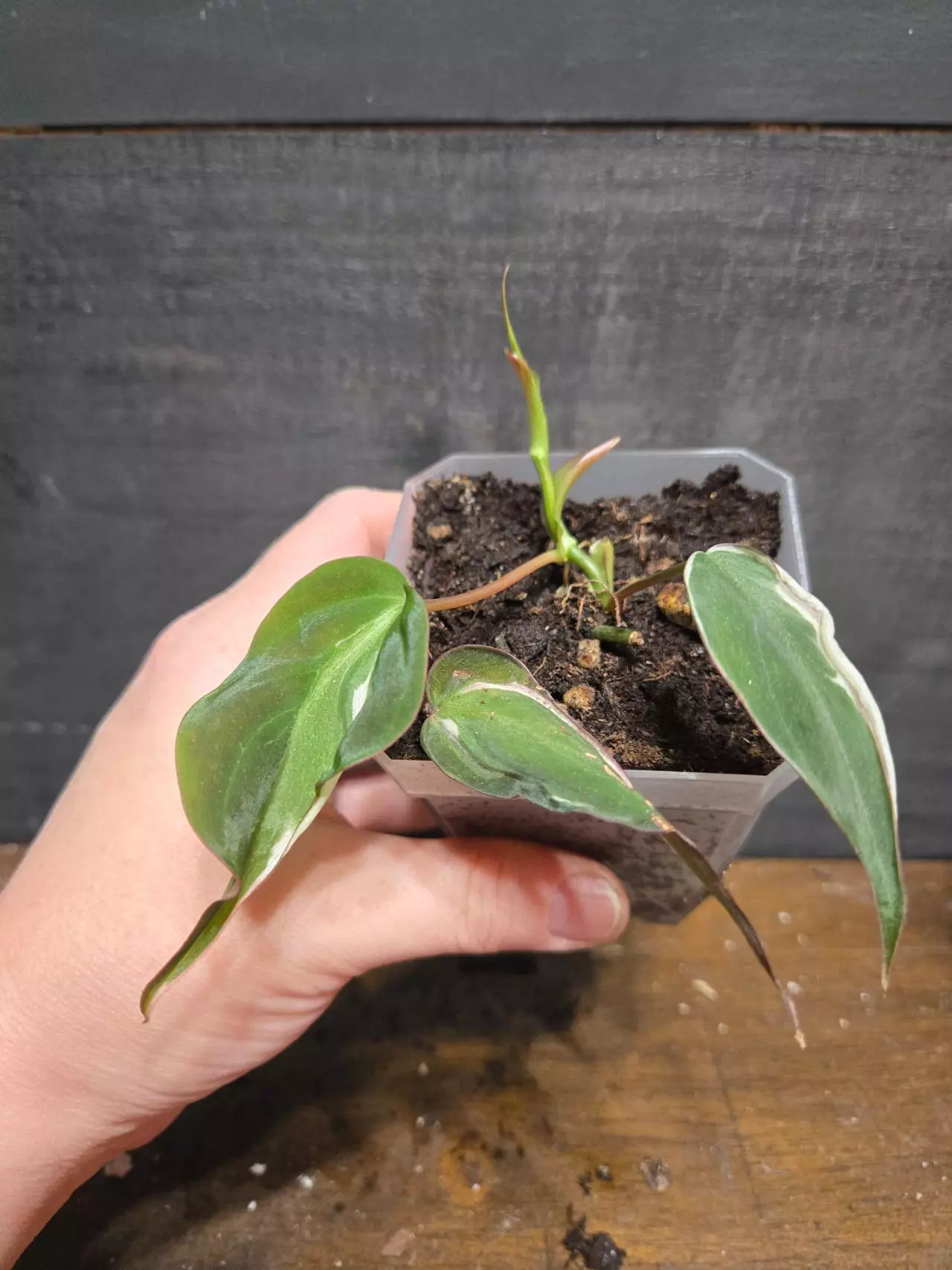 plant/Philodendron heredaceum micans halo variegated-2