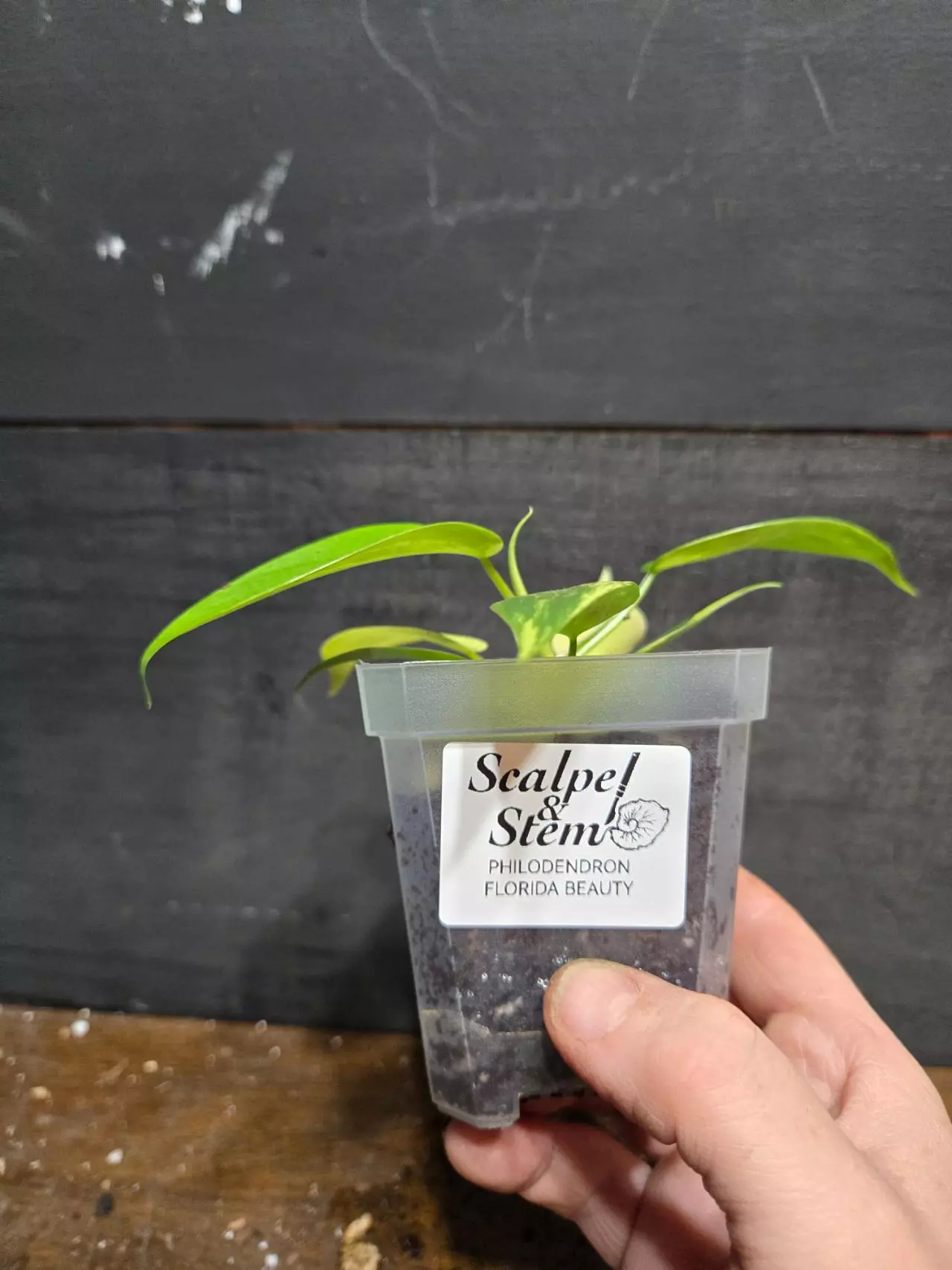 plant/Philodendron florida beauty-1