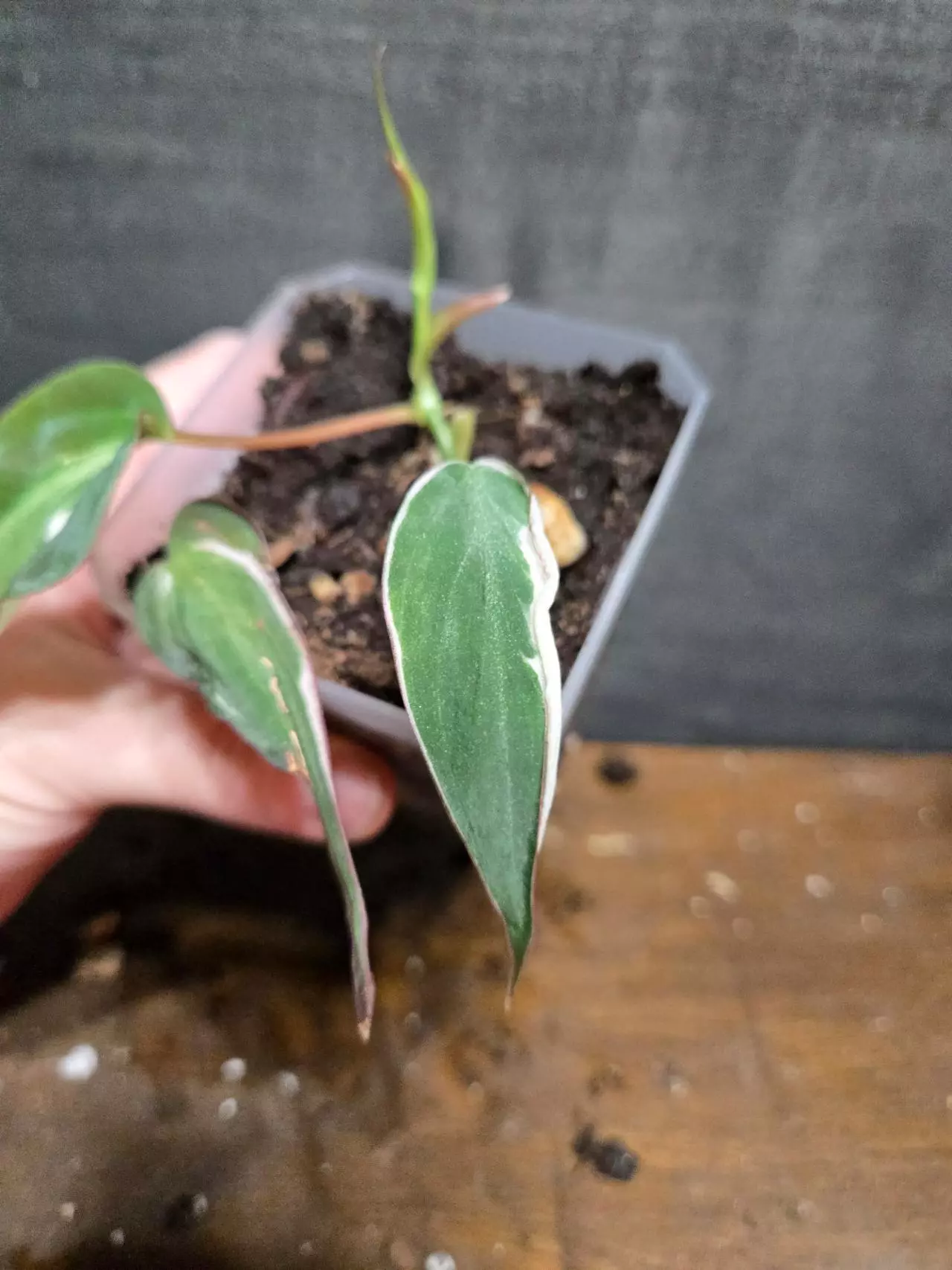 plant/Philodendron heredaceum micans halo variegated-0
