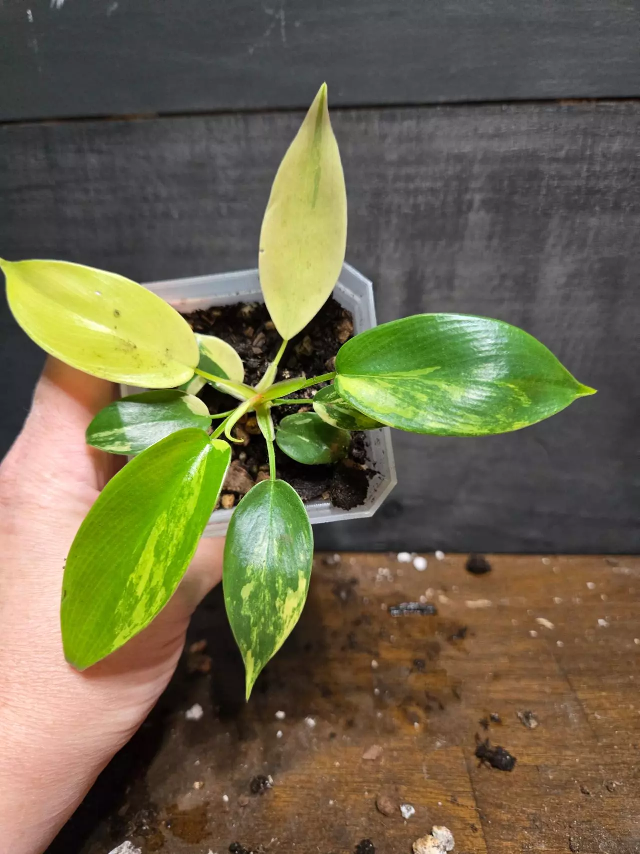 plant/Philodendron florida beauty-0