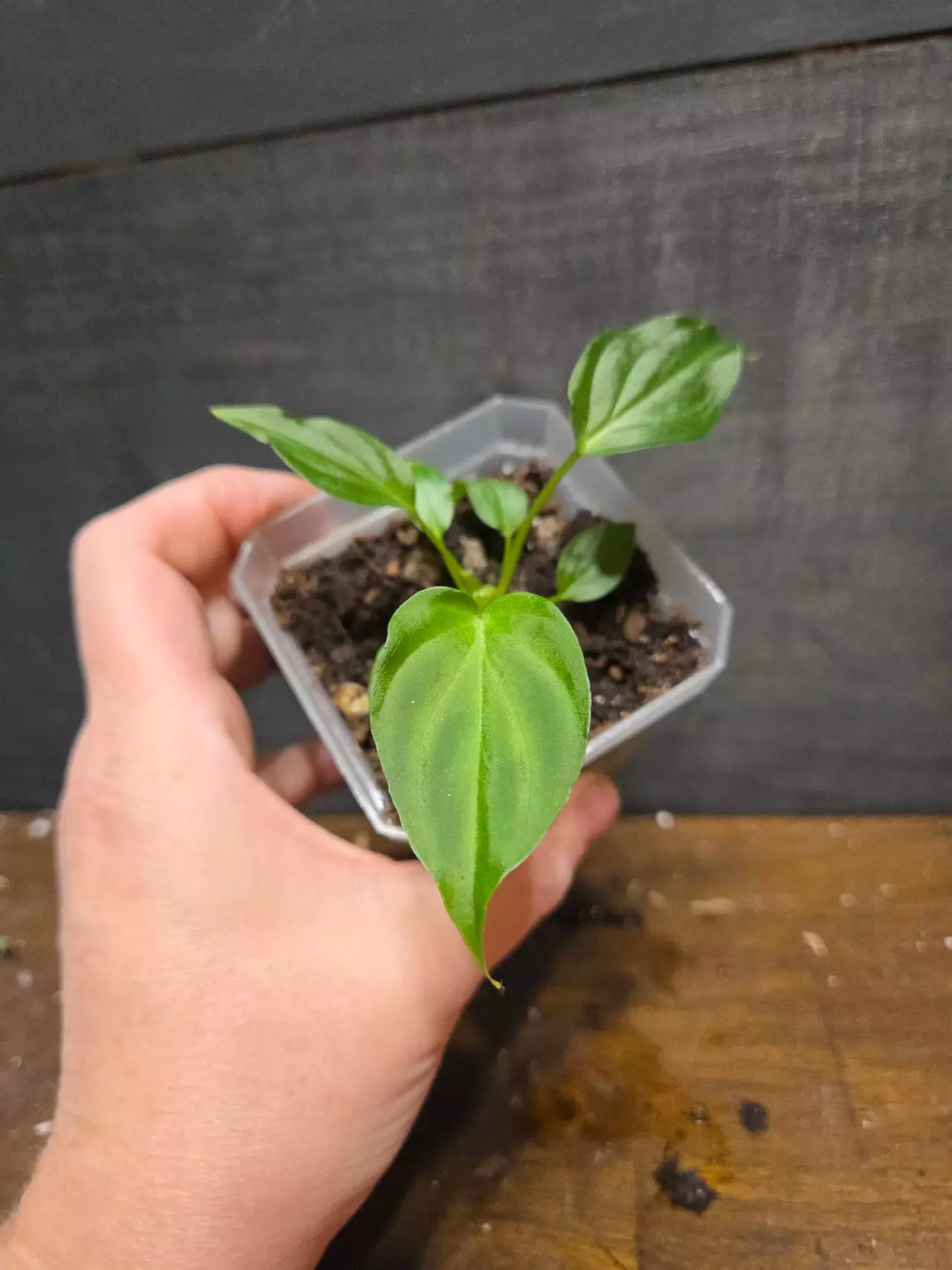 plant/Philodendron verrucosum south America-0