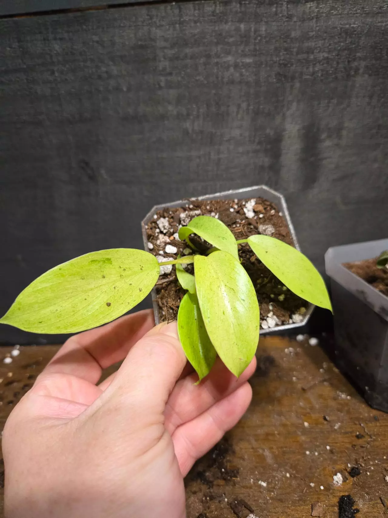 plant/Philodendron snowdrift-0