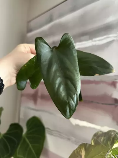 plant/Anthurium Nigrolaminum x Portillae Top Cutting Lightly Rooted-0-thumbnail