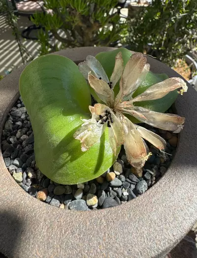 plant/SEEDS -10 - Massonia Pustulata-0-thumbnail