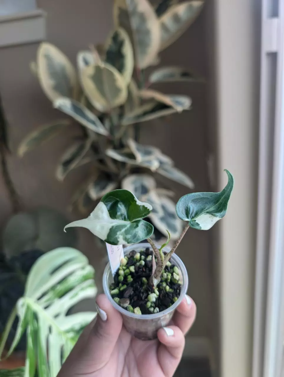 plant/Alocasia Stingray Albo-1