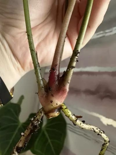 plant/Anthurium Nigrolaminum x Portillae Top Cutting Lightly Rooted-2-thumbnail