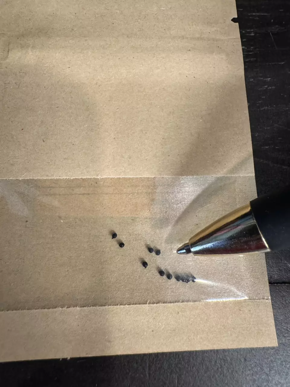 plant/SEEDS -10 - Massonia Pustulata-1