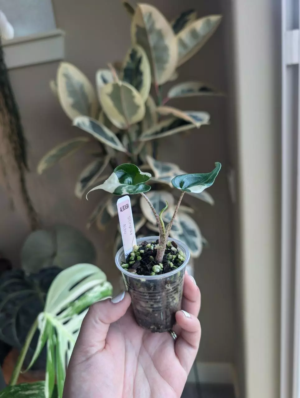 plant/Alocasia Stingray Albo-0