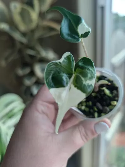 plant/Alocasia Stingray Albo-3-thumbnail