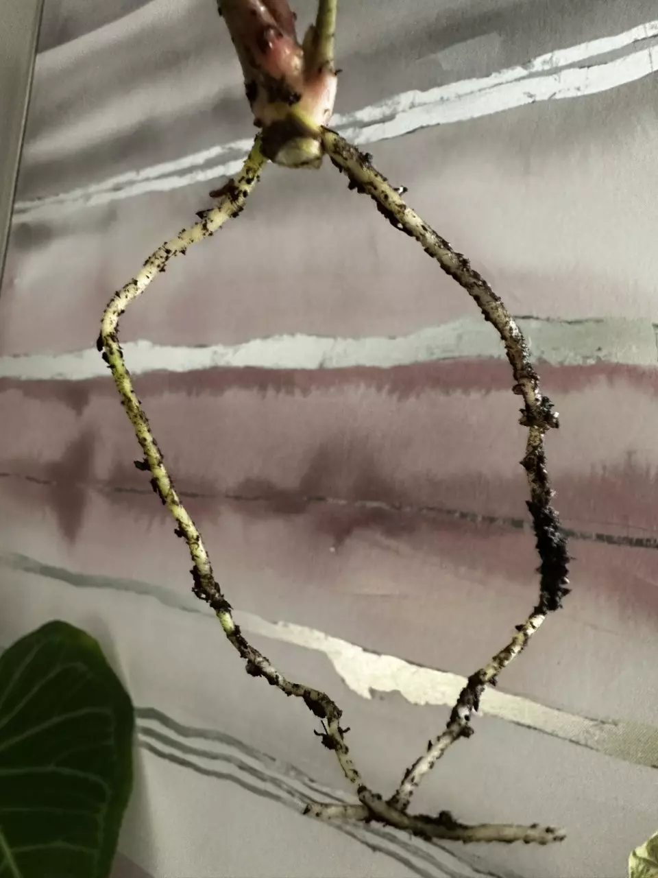 plant/Anthurium Nigrolaminum x Portillae Top Cutting Lightly Rooted-3