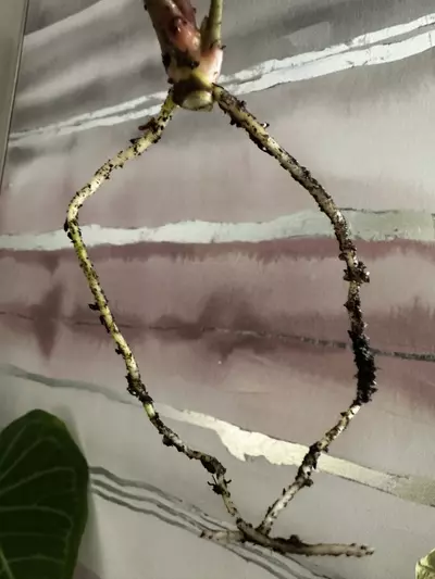 plant/Anthurium Nigrolaminum x Portillae Top Cutting Lightly Rooted-3-thumbnail