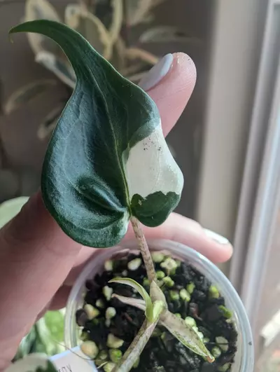 plant/Alocasia Stingray Albo-4-thumbnail