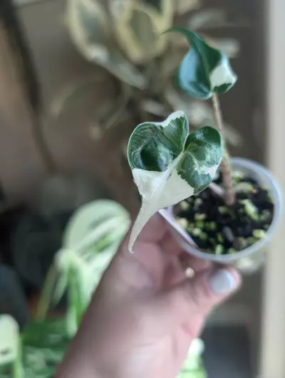 plant/Alocasia Stingray Albo-2-thumbnail